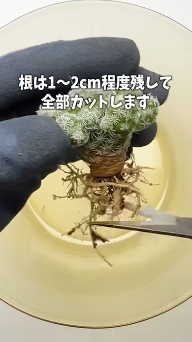 植える前にギンテマリの根をカット