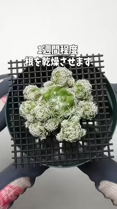 植える前にギンテマリの根を1週間乾燥させる