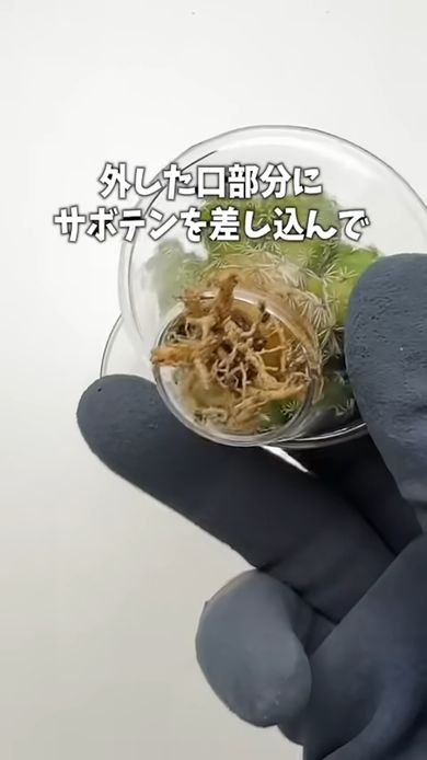 セパレート花瓶の口に乾かしたギンテマリをセット