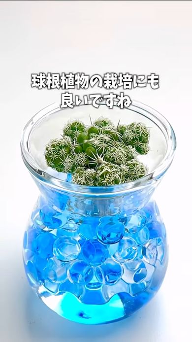 セパレート花瓶で栽培されているギンテマリ