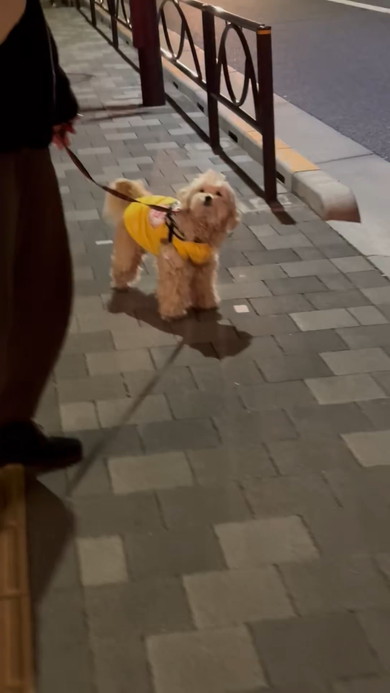 散歩拒否するワンコ