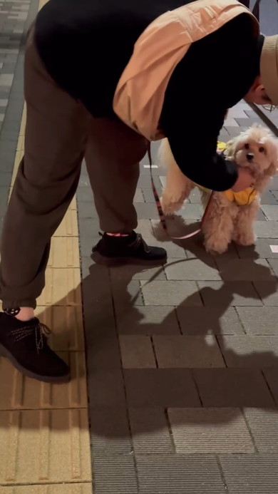 散歩拒否するワンコ