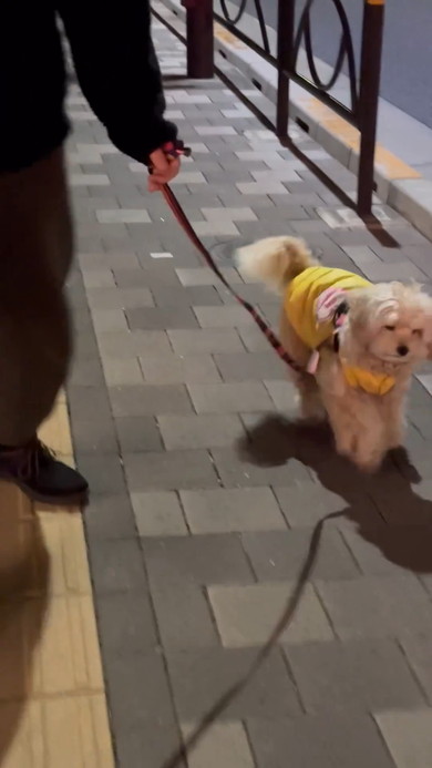 散歩拒否をやめるワンコ