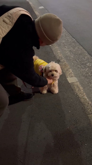 散歩拒否するワンコ