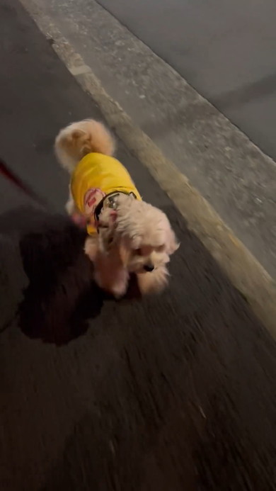 散歩拒否をやめるワンコ