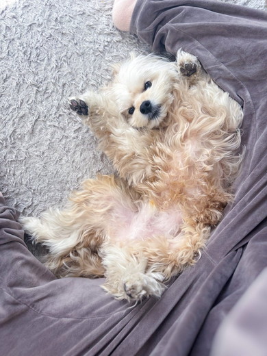 なでてアピールワンコ