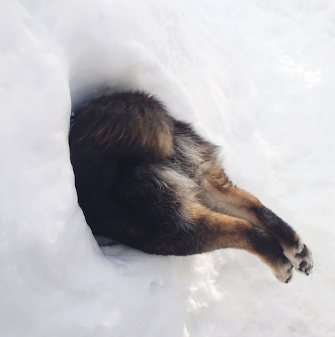 犬用かまくらに突っ込むひなたちゃん