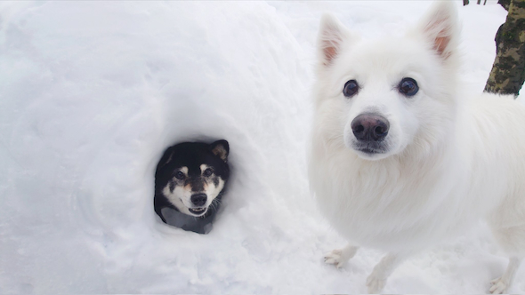 かまくらをエンジョイする楽くんとひなたちゃん