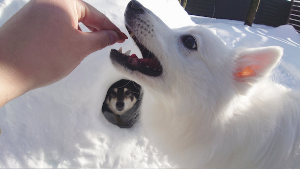 かまくらをエンジョイする楽くんとひなたちゃん