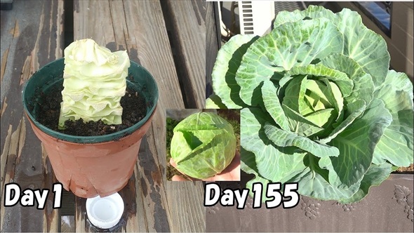 半玉キャベツの芯を植えたら……