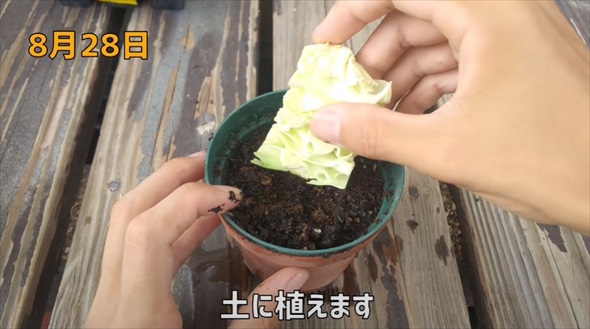 半玉キャベツの芯を植えたら……