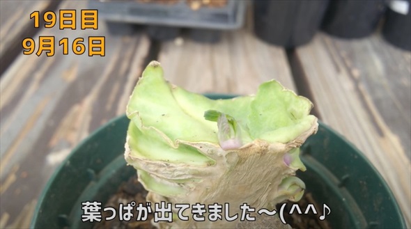 半玉キャベツの芯を植えたら……