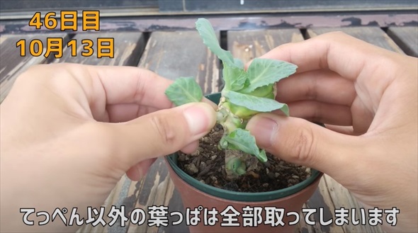 半玉キャベツの芯を植えたら……