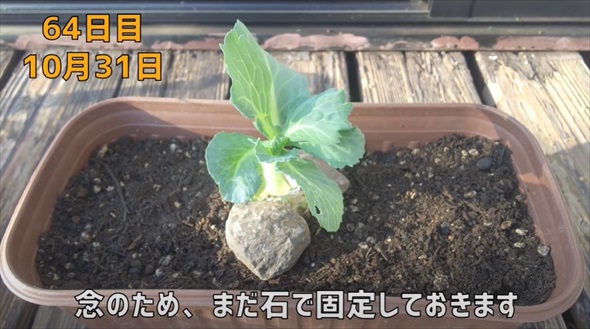 半玉キャベツの芯を植えたら……