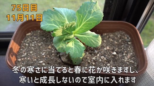 半玉キャベツの芯を植えたら……