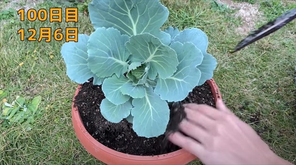半玉キャベツの芯を植えたら……