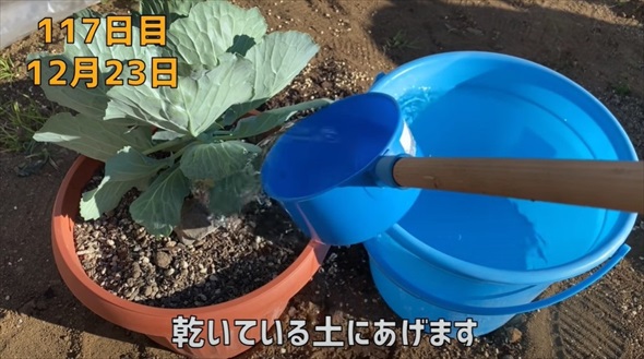 半玉キャベツの芯を植えたら……