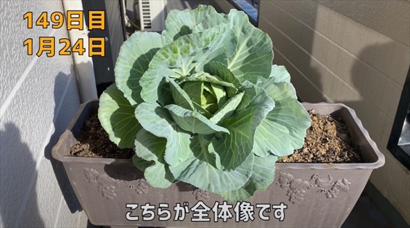 半玉キャベツの芯を植えたら……