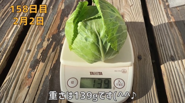 半玉キャベツの芯を植えたら……