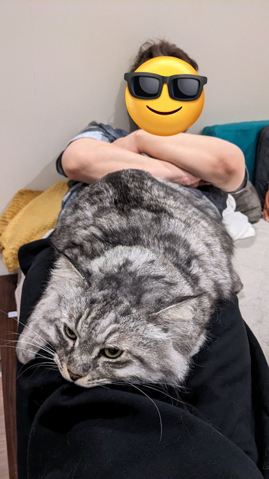 大きな猫ちゃん