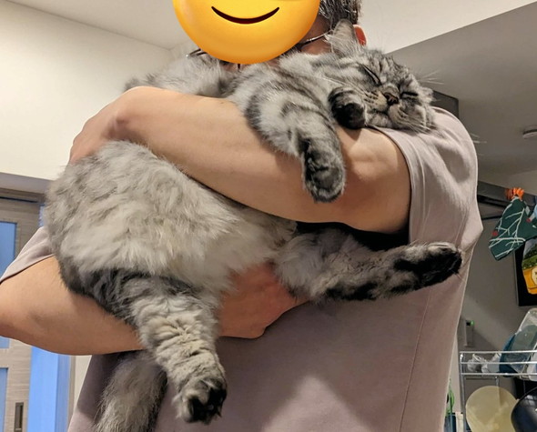 抱っこされている大きな猫ちゃん