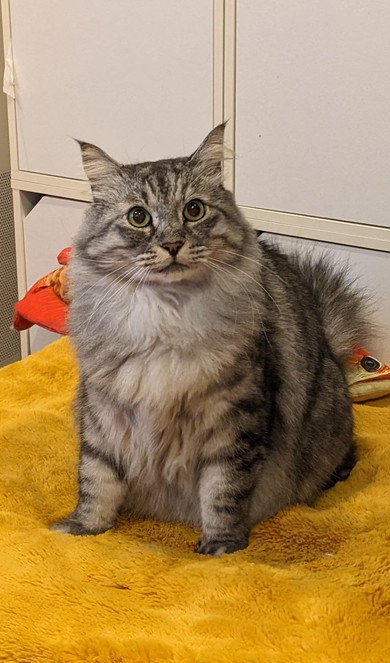 座っている大きな猫ちゃん