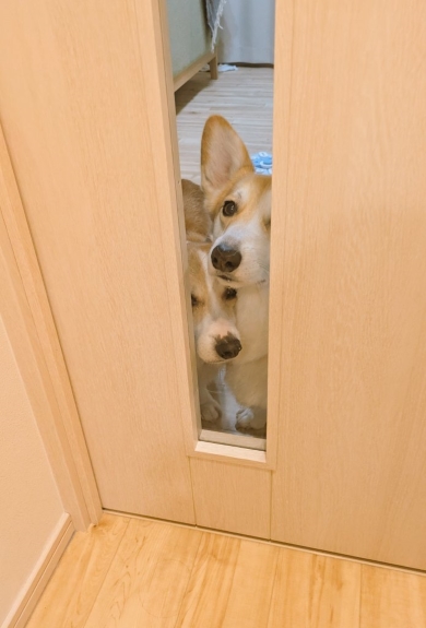 コーギー2匹が覗く窓