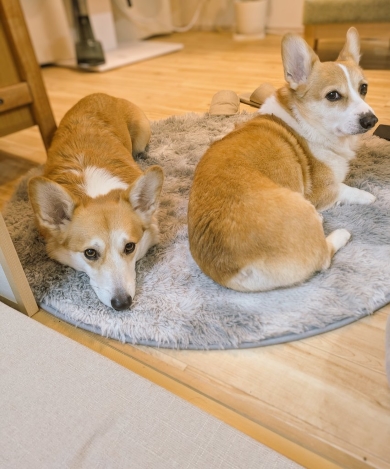 コーギー2匹が覗く窓