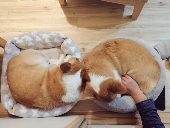 コーギー2匹が覗く窓