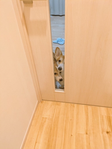 コーギー2匹が覗く窓