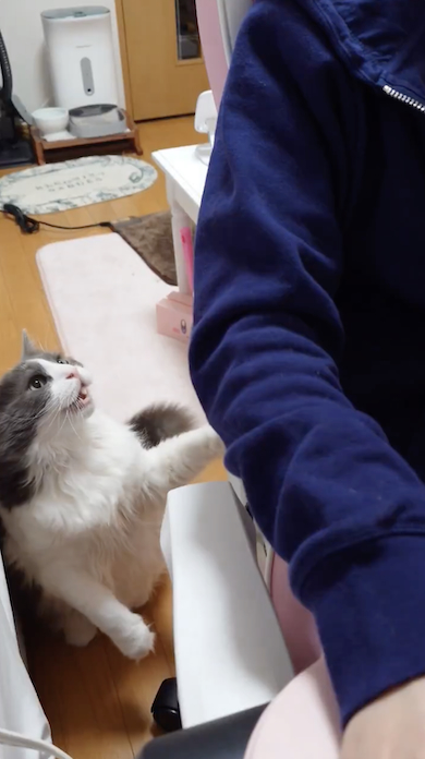 ひざに乗りたがる猫