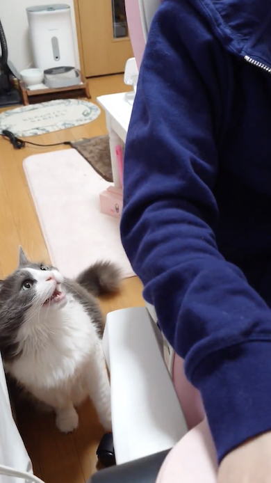 ひざに乗りたがる猫