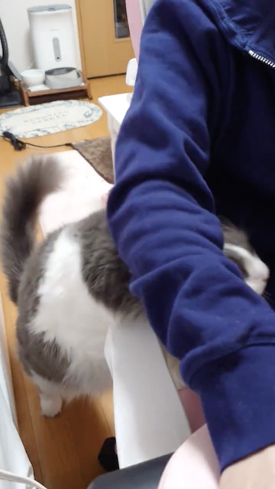 ひざに乗りたがる猫