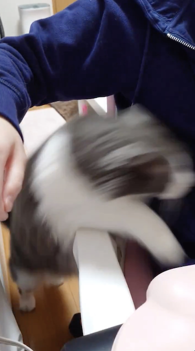 ひざに乗りたがる猫