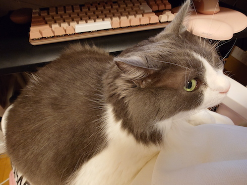 ひざに乗りたがる猫