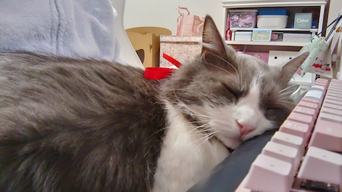 ひざに乗りたがる猫