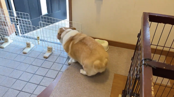 家族の帰宅に歓喜するはなちゃん