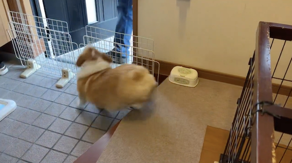 家族の帰宅に歓喜するはなちゃん