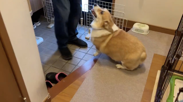 家族の帰宅に歓喜するはなちゃん