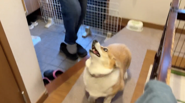 家族の帰宅に歓喜するはなちゃん