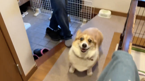 家族の帰宅に歓喜するはなちゃん