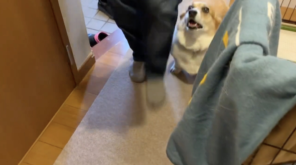 家族の帰宅に歓喜するはなちゃん