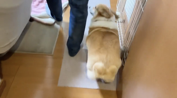 家族の帰宅に歓喜するはなちゃん