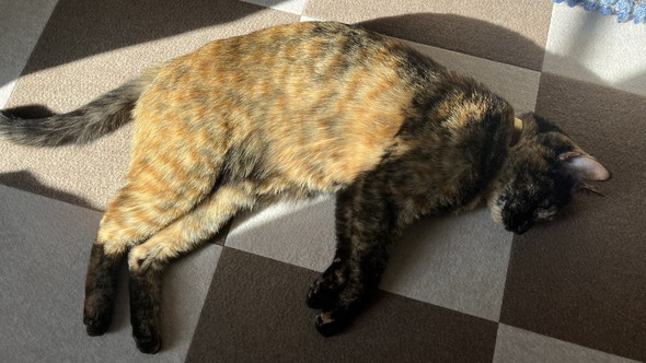 もともと茶トラになる予定だった“かもしれない”猫が200万表示