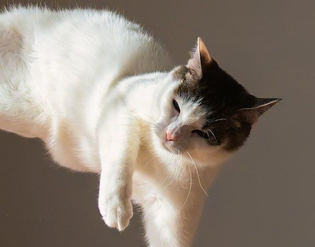 キックするジンくん