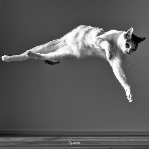 躍動するジンくん