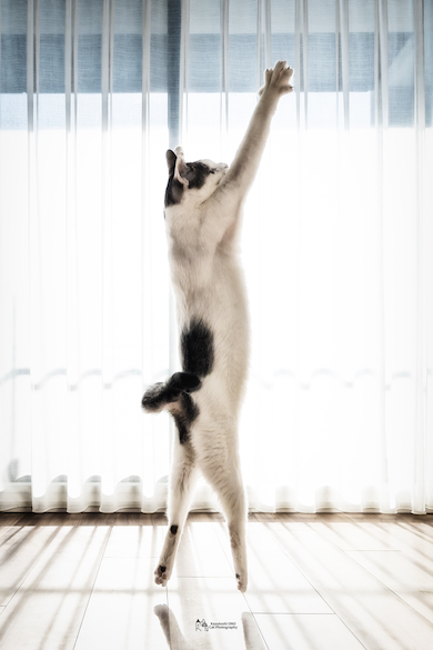 ジョジョ風のジンくん