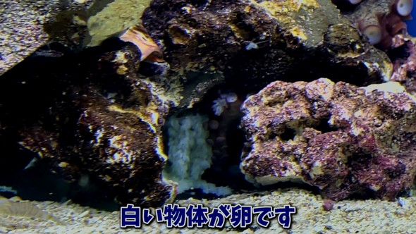 卵を産んだタコ