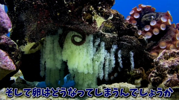 卵を産んだタコ