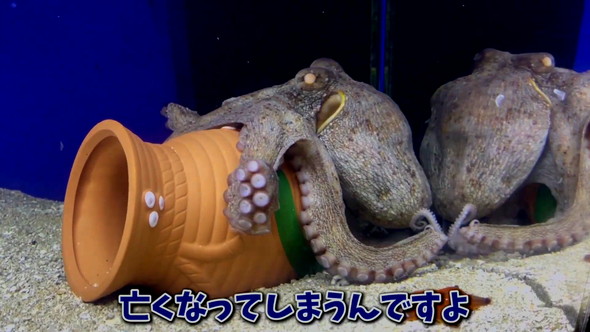卵を産んだタコ